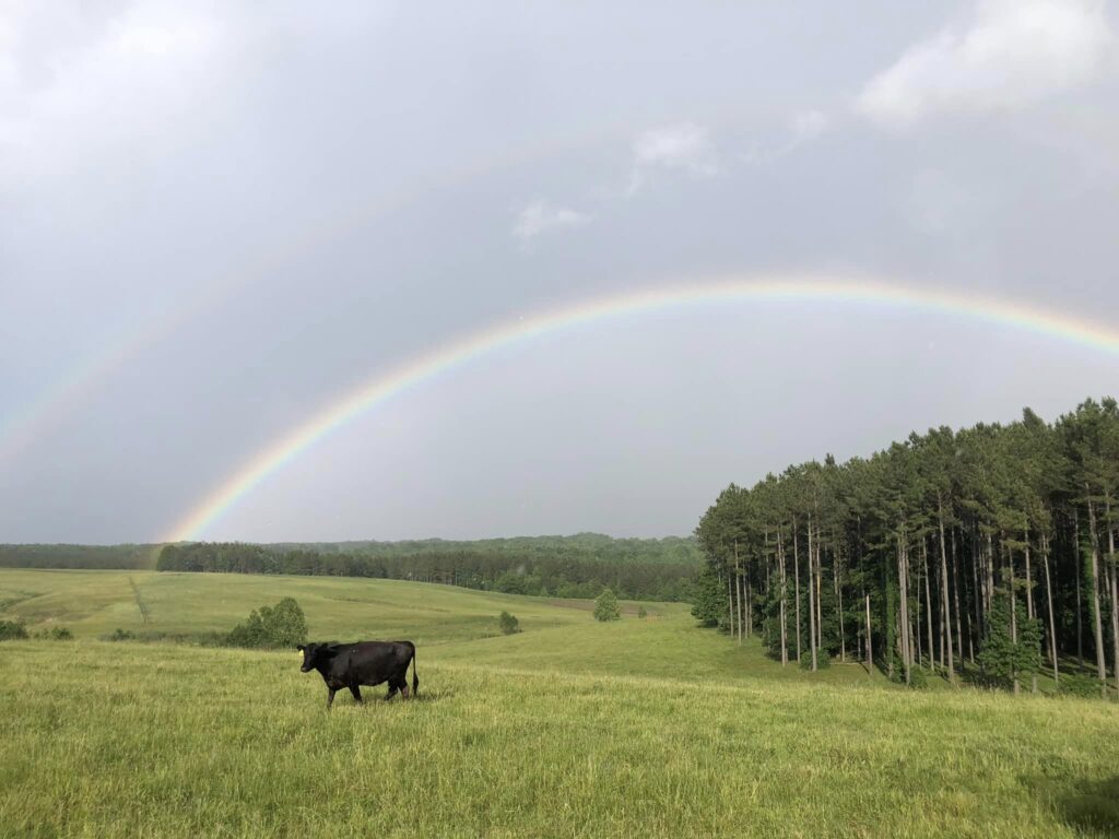 Beef Cow Rainbow